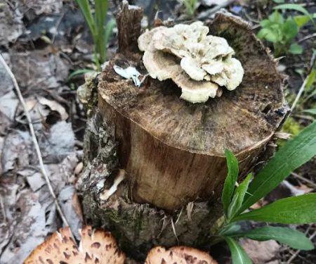 Pike Lake Backpacking Campsites