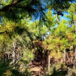 Cary Lane RV Park