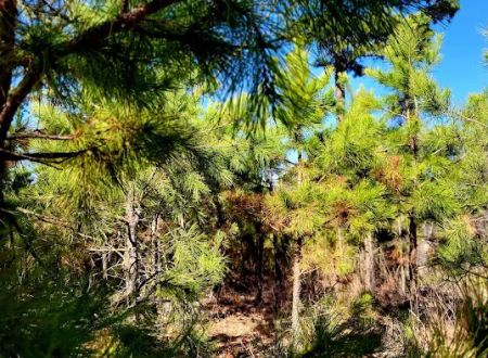Cary Lane RV Park