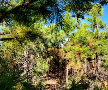 Cary Lane RV Park