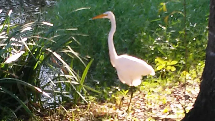 Bay St Louis Campground Picture 4