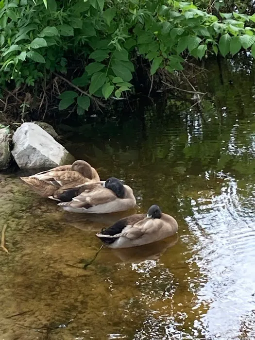 Aree Pond, LLC Picture 4