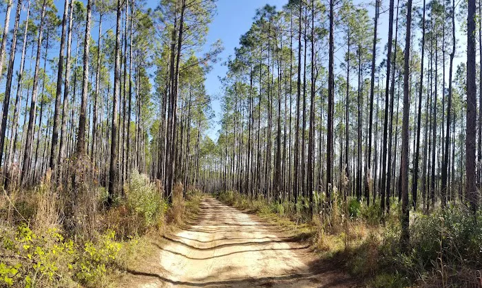 Davenport Landing Trailhead, Ocala National Forest Picture 3