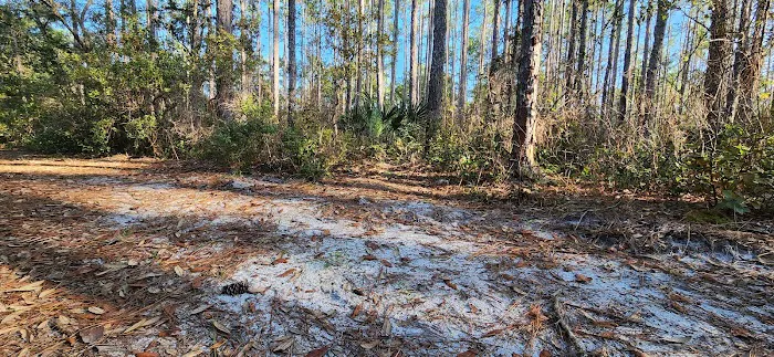 Davenport Landing Trailhead, Ocala National Forest Picture 6