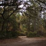 Davenport Landing Trailhead, Ocala National Forest
