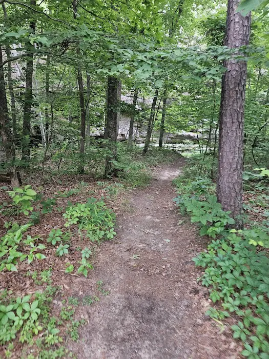 Hawn State Park Campground Picture 9