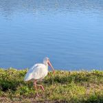 Yankee Traveler RV Park