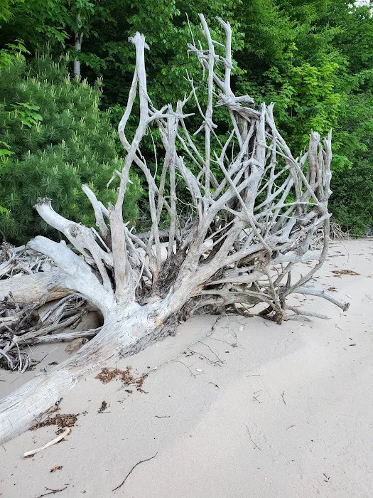 Driftwood Campsite Picture 10