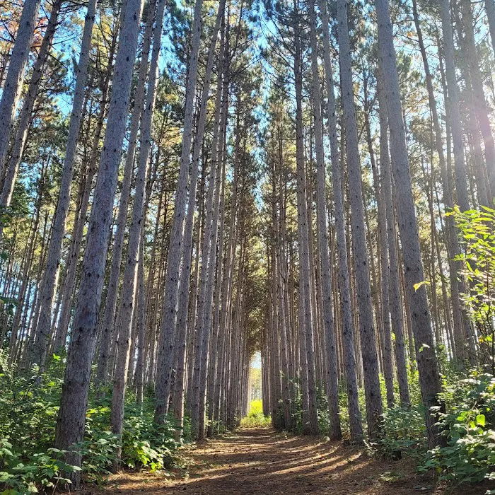 Dell Pines Campground Picture 9