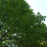 Red Oak Campground