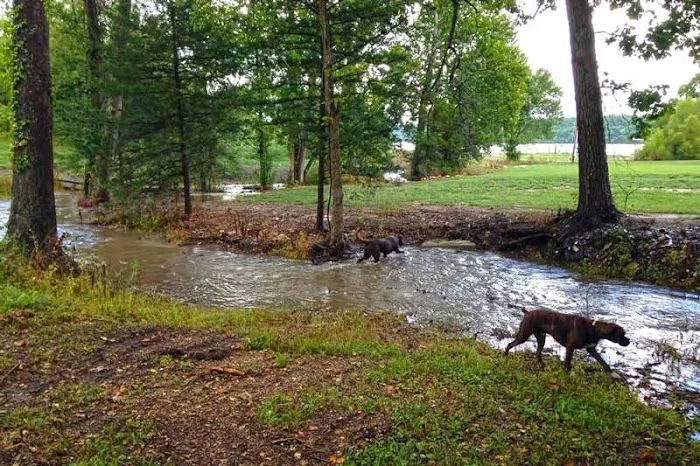 Turkey Creek RV Park Picture 2