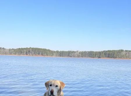 Schaefer Heard Campground