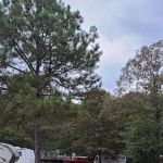 Kudzu R V Park and Campground