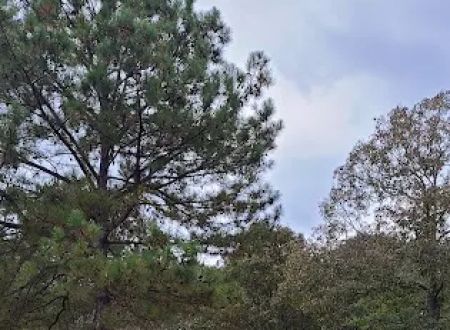 Kudzu R V Park and Campground