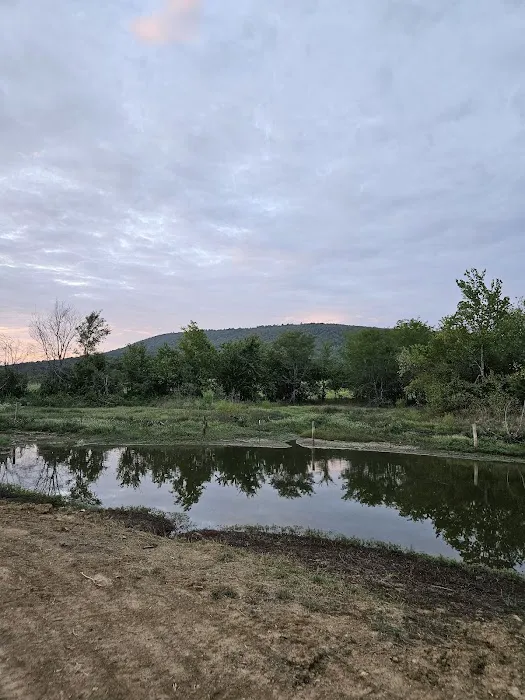 Totally Hitched Rentals & RV Park Picture 3