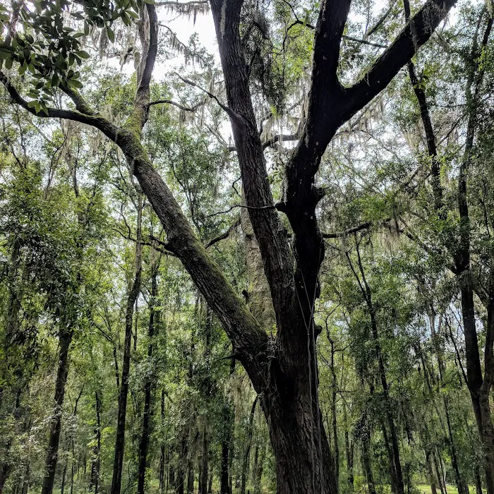 Pine Field Campsites Picture 10