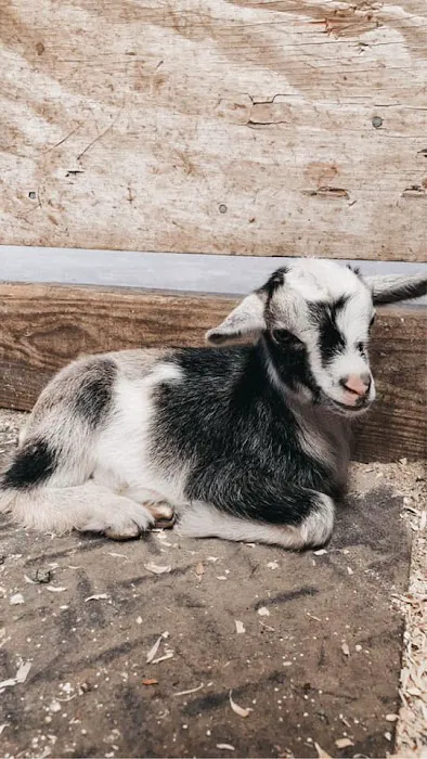 Collins Farm Picture 4