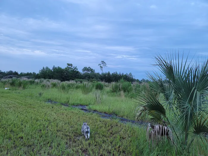The Alencar Ranch Picture 5