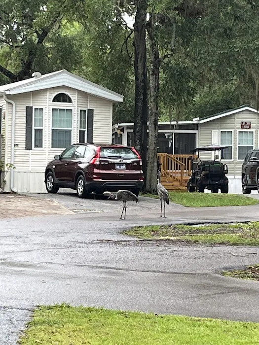 Lake Kerr Rentals at Salt Springs Resort Picture 6