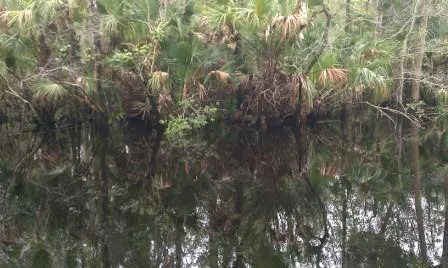 Pellicer Creek Campground Picture 2