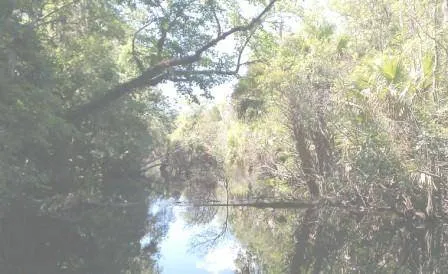 Pellicer Creek Campground Picture 1