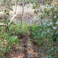 Fore Lake Campground/Silver Springs ico
