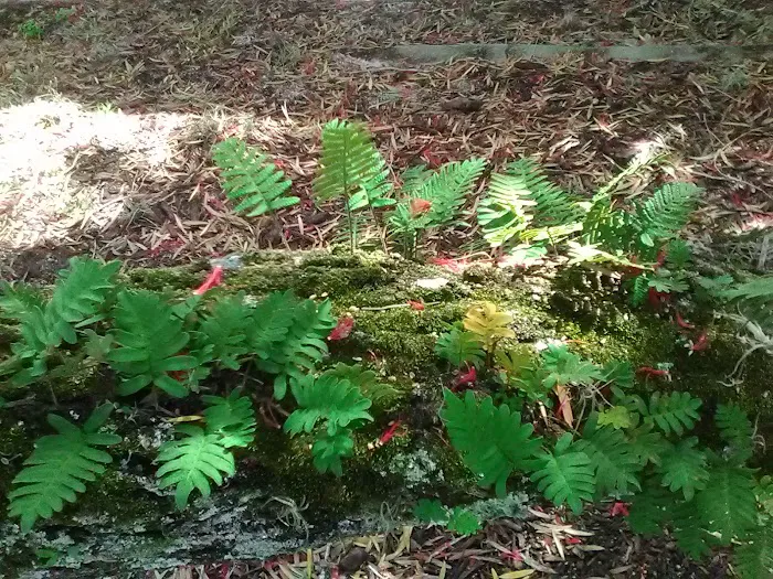 Whispering Pines Mobile Home Prk Picture 3