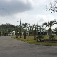 Paradise Palms ico