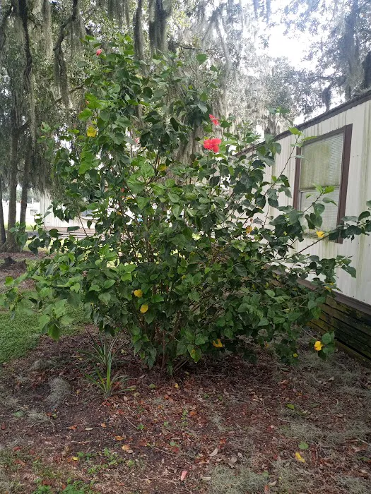 Lone Oaks Mobile Home Park Picture 2