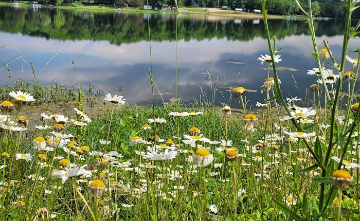 Cedar Lake Development Picture 6