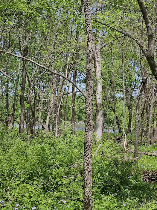 Cedar Valley County Park Picture 8