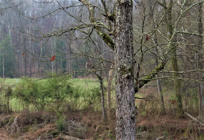 Boondockers Landing Picture 3