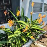 Cardinal Court Mobile Home Park