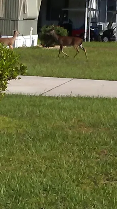 Lake Kissimmee Mobile Home Park Picture 6