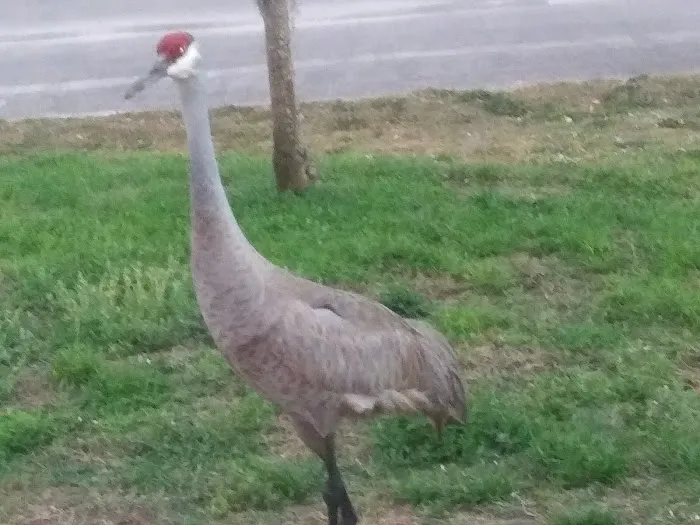 Lake Kissimmee Mobile Home Park Picture 10