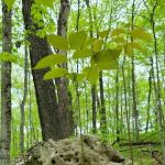 Greenbush Group Campground (KMSF-North Unit)