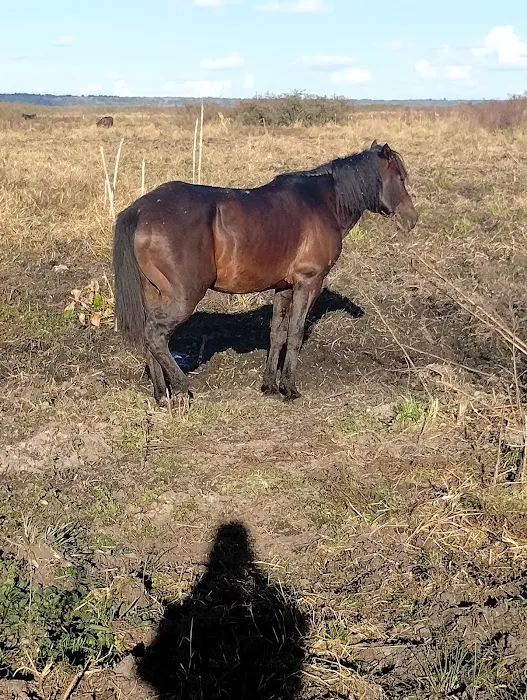 Paynes Prairie Camping Picture 1