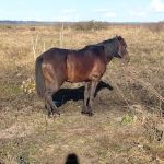 Paynes Prairie Camping