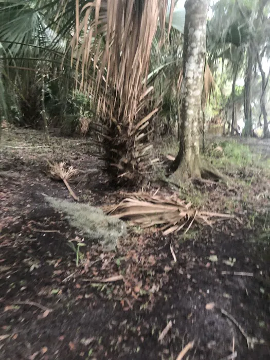 Lake George Barrs Hammock Campsite of St Johns River WMD Picture 10
