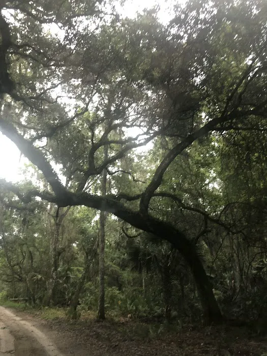 Lake George Barrs Hammock Campsite of St Johns River WMD Picture 6