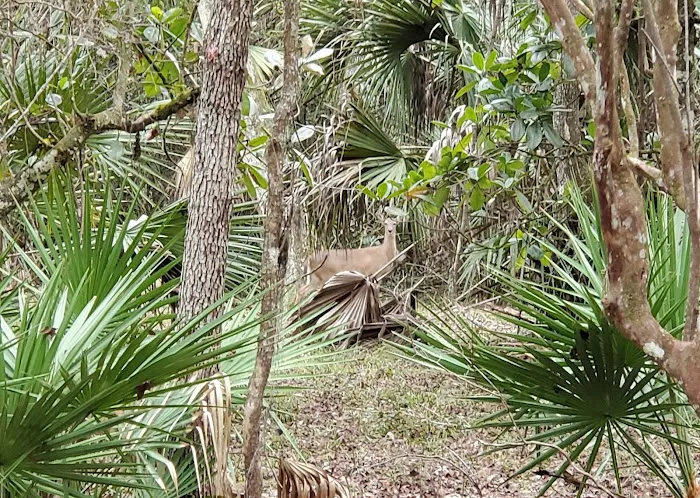 Silver Springs State Park Campground Picture 7