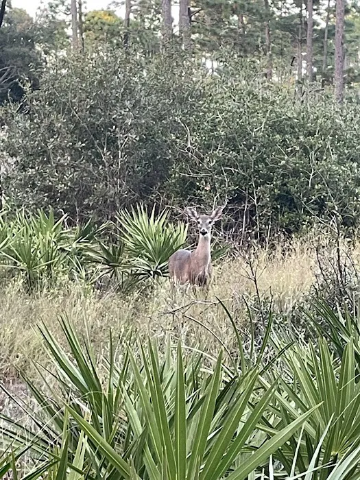 Faver-Dykes State Park Campground Picture 9