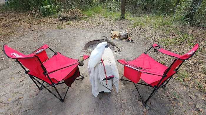 Matanzas State Forest Cedar Creek Campground Picture 9