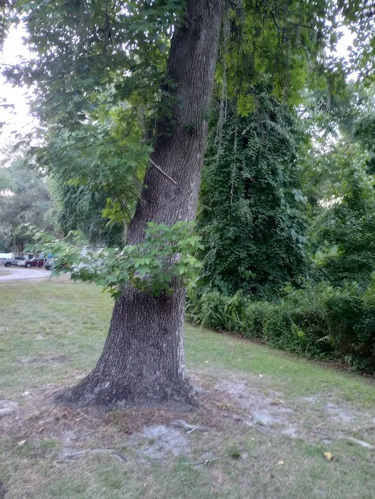 St Johns River Camp Ground Inc Picture 4