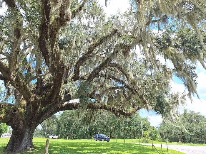 St Johns River Camp Ground Inc Picture 2
