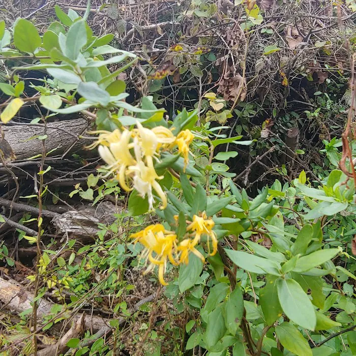 Southern R.V. Park Picture 5