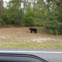 Wildwood Campground ico