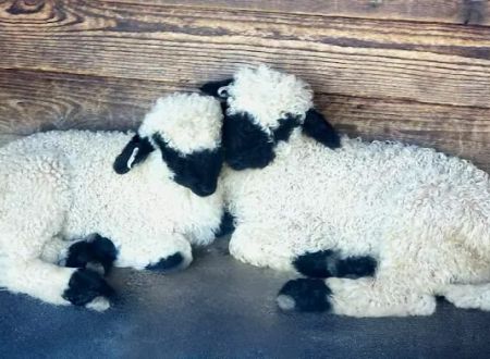 Valais Dream Ranch & Retreat