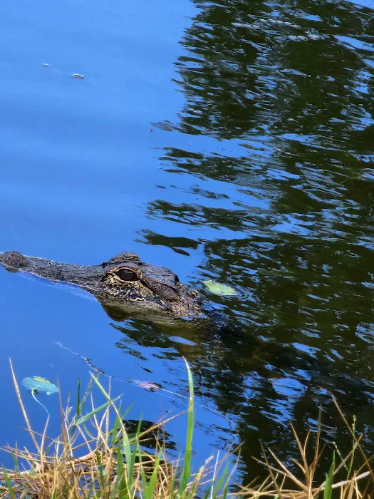 Tampa East RV Resort, The Oaks Picture 7