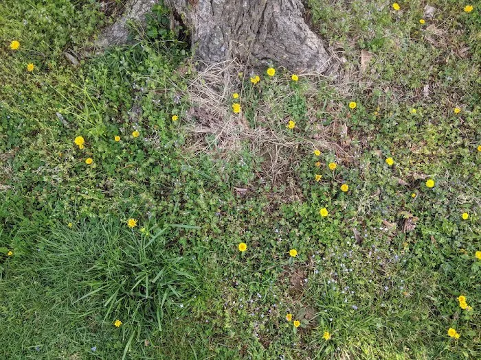 Cinco de Mayo Campground Picture 8